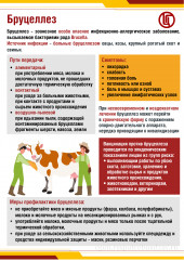 о профилактике бруцеллеза - фото - 1