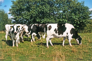 история успеха - фото - 1