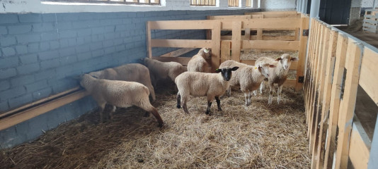 история успеха ООО «Варечки» - фото - 1